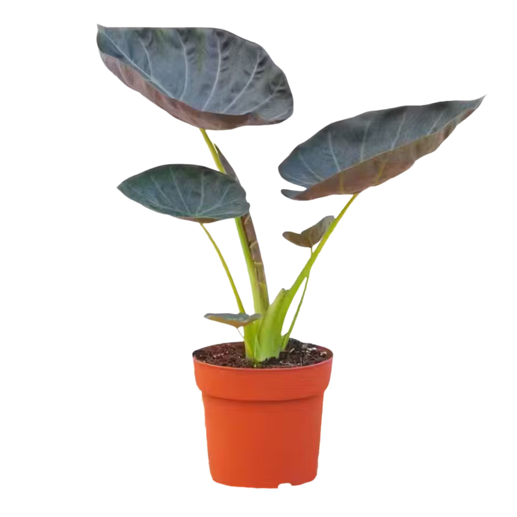 Alocasia Regal Shield
